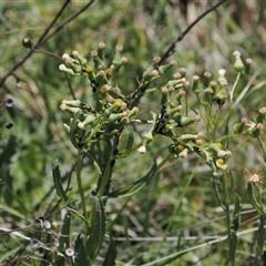 Senecio nigrapicus (Black-Tip Fireweed) at Mount Clear, ACT - 11 Dec 2024 by RAllen