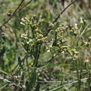 Senecio nigrapicus at Mount Clear, ACT - 11 Dec 2024