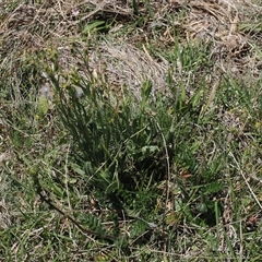 Senecio nigrapicus at Mount Clear, ACT - 11 Dec 2024