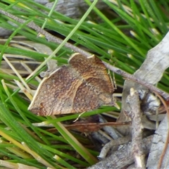 Anachloris uncinata (Hook-winged Carpet) at West Hobart, TAS - 13 Dec 2024 by VanessaC