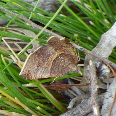 Anachloris uncinata (Hook-winged Carpet) at West Hobart, TAS - 13 Dec 2024 by VanessaC