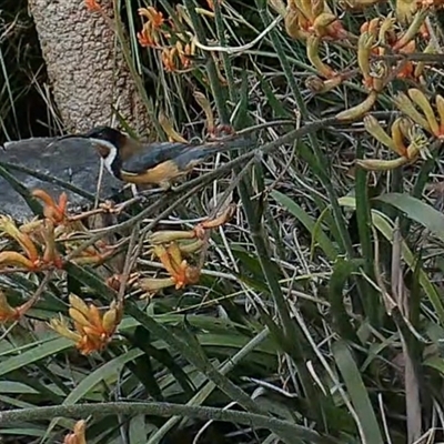 Acanthorhynchus tenuirostris (Eastern Spinebill) at Mount Kembla, NSW - 13 Dec 2024 by BackyardHabitatProject