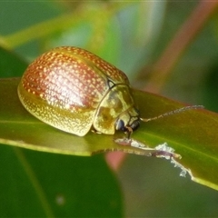 Paropsini sp. (tribe) (Unidentified paropsine leaf beetle) at West Hobart, TAS - 11 Dec 2024 by VanessaC