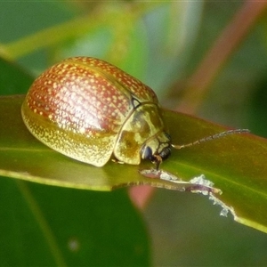 Paropsini sp. (tribe) (Unidentified paropsine leaf beetle) at West Hobart, TAS by VanessaC