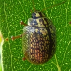 Paropsisterna decolorata (A Eucalyptus leaf beetle) at West Hobart, TAS - 11 Dec 2024 by VanessaC