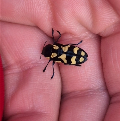 Castiarina octospilota (A Jewel Beetle) at Captains Flat, NSW - 13 Dec 2024 by clarehoneydove