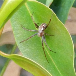 Araneidae (family) at West Hobart, TAS by VanessaC