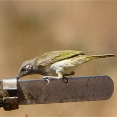 Lichmera indistincta (Brown Honeyeater) at Purnululu, WA - 13 Sep 2024 by Mike