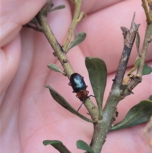 Lamprolina (genus) (Pittosporum leaf beetle) at Captains Flat, NSW by clarehoneydove