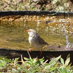 Taeniopygia guttata (Zebra Finch) at Purnululu, WA - 13 Sep 2024 by Mike