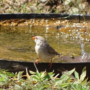 Taeniopygia guttata at Purnululu, WA - 14 Sep 2024