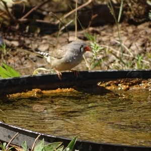 Taeniopygia guttata at Purnululu, WA - 14 Sep 2024