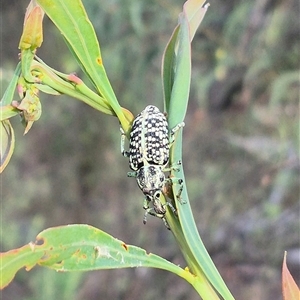 Chrysolopus spectabilis at Captains Flat, NSW - 13 Dec 2024