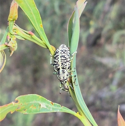 Chrysolopus spectabilis (Botany Bay Weevil) at Captains Flat, NSW - 13 Dec 2024 by clarehoneydove