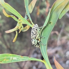 Chrysolopus spectabilis at Captains Flat, NSW - 13 Dec 2024