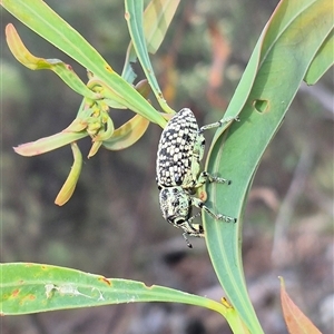 Chrysolopus spectabilis at Captains Flat, NSW - 13 Dec 2024