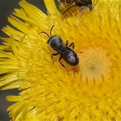 Lasioglossum (Chilalictus) lanarium at Mount Clear, ACT - 11 Dec 2024 by RAllen