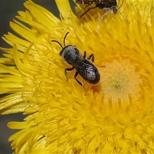 Lasioglossum (Chilalictus) lanarium at Mount Clear, ACT - 11 Dec 2024 12:26 PM