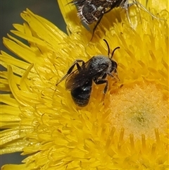 Lasioglossum (Chilalictus) lanarium at Mount Clear, ACT - 11 Dec 2024