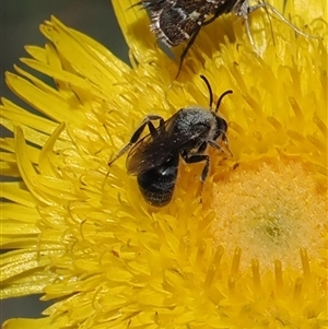 Lasioglossum (Chilalictus) lanarium at Mount Clear, ACT - 11 Dec 2024 12:26 PM