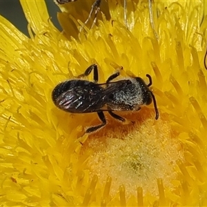 Lasioglossum (Chilalictus) lanarium at Mount Clear, ACT - 11 Dec 2024