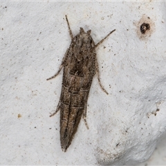 Trachydora capnopa (A Cosmet moth) at Melba, ACT - 10 Dec 2024 by kasiaaus