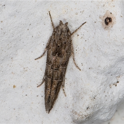 Trachydora capnopa (A Cosmet moth) at Melba, ACT - 10 Dec 2024 by kasiaaus