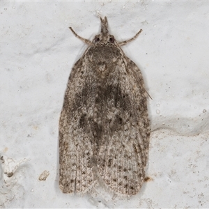 Isotenes miserana at Melba, ACT - 10 Dec 2024 10:46 PM