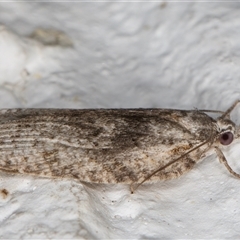 Isotenes miserana at Melba, ACT - 10 Dec 2024 10:46 PM