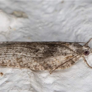 Isotenes miserana at Melba, ACT - 10 Dec 2024 10:46 PM