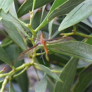 Tipulidae sp. (family) at West Hobart, TAS by VanessaC