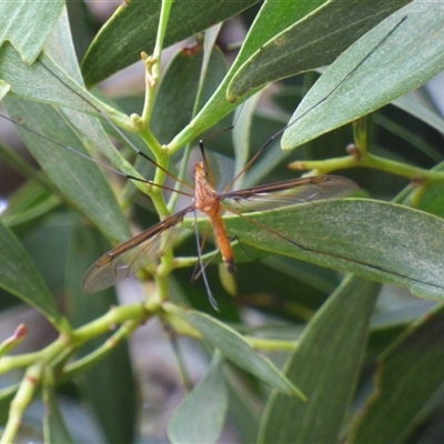 Leptotarsus (Macromastix) costalis (Common Brown Crane Fly) at West Hobart, TAS - 13 Dec 2024 by VanessaC