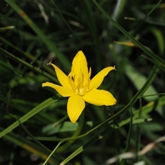 Hypoxis hygrometrica var. hygrometrica (Golden Weather-grass) at Mount Clear, ACT - 11 Dec 2024 by RAllen