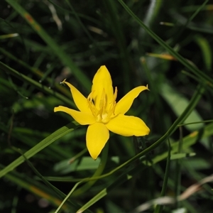 Hypoxis hygrometrica var. hygrometrica at Mount Clear, ACT - 11 Dec 2024