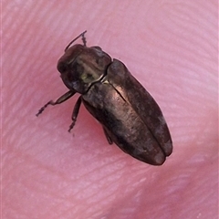 Diphucrania sp. (genus) (Jewel Beetle) at Captains Flat, NSW - 13 Dec 2024 by clarehoneydove