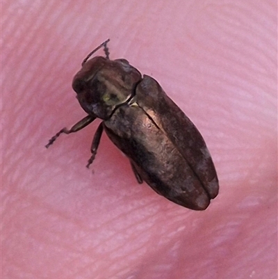 Diphucrania sp. (genus) at Captains Flat, NSW - 13 Dec 2024 by clarehoneydove