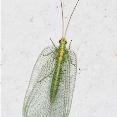 Nothancyla verreauxi (A Green Lacewing (with wide wings)) at Melba, ACT - 10 Dec 2024 by kasiaaus