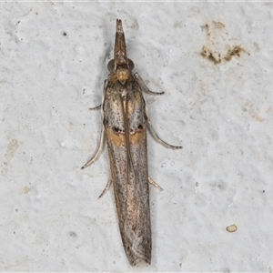 Etiella behrii (Lucerne Seed Web Moth) at Melba, ACT by kasiaaus