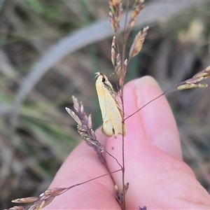 Parergophela melirrhoa at Captains Flat, NSW - 13 Dec 2024