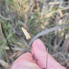 Parergophela melirrhoa at Captains Flat, NSW - 13 Dec 2024