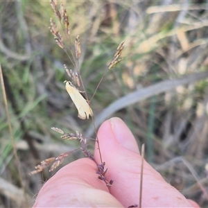 Parergophela melirrhoa at Captains Flat, NSW - 13 Dec 2024 05:56 PM