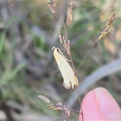 Parergophela melirrhoa at Captains Flat, NSW - 13 Dec 2024 05:56 PM