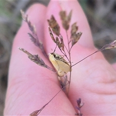 Parergophela melirrhoa at Captains Flat, NSW - 13 Dec 2024 05:56 PM