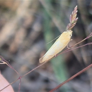 Parergophela melirrhoa at Captains Flat, NSW - 13 Dec 2024