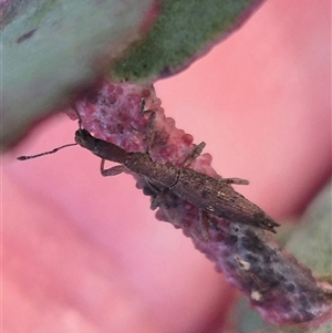 Rhadinosomus lacordairei at Captains Flat, NSW by clarehoneydove