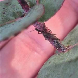 Rhadinosomus lacordairei at Captains Flat, NSW - 13 Dec 2024