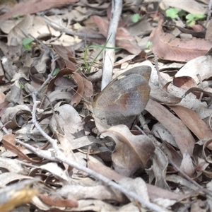 Heteronympha merope at Monga, NSW - 13 Dec 2024 03:02 PM