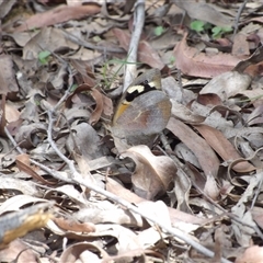 Heteronympha merope at Monga, NSW - 13 Dec 2024 03:02 PM