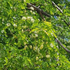 Unidentified Other Tree at Lake Argyle, WA by Mike