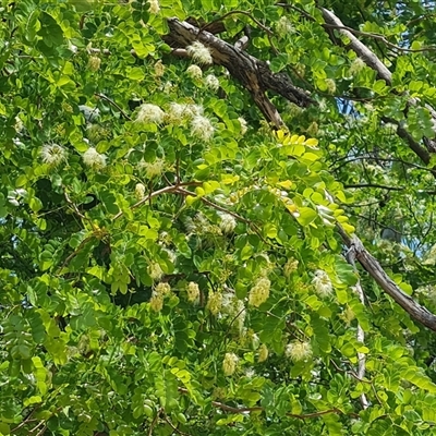 Unidentified Other Tree at Lake Argyle, WA - 16 Sep 2024 by Mike